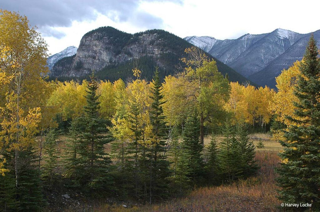 Tunnel Mountain from the north resembles a sleeping buffalo. - Photo by Harvey Locke