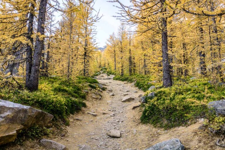 Saddleback Mountain Hike in Banff National Park Travel Banff Canada