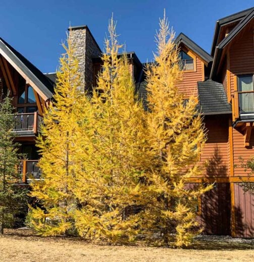 7 Great Larch Hikes in Alberta Travel Banff Canada
