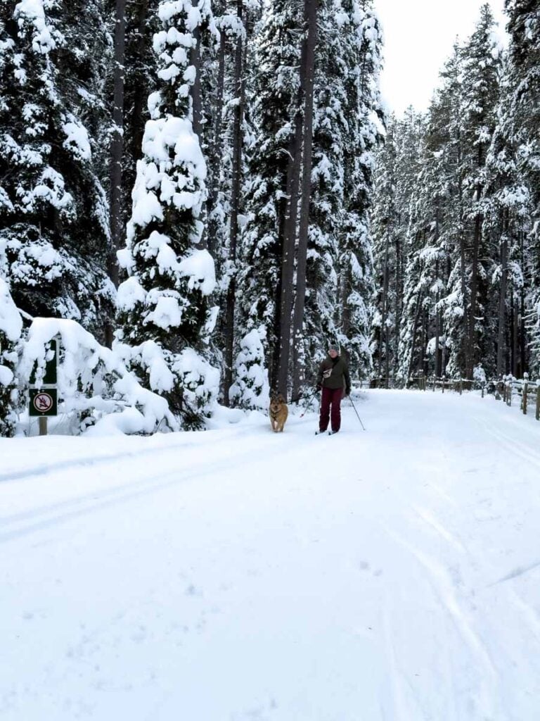a cross-country skier and her dog on the Lake Louise Campground cross country ski trail.