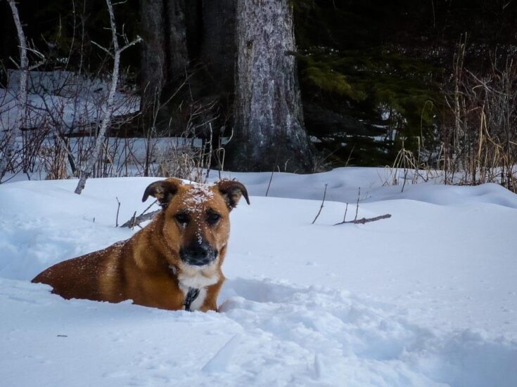 Snowshoeing in Banff Don’t Miss These 10 Snowshoe Trails Travel