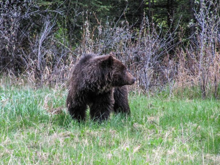 Dog Friendly Banff: Rules, Hikes & Local Tips - Travel Banff Canada