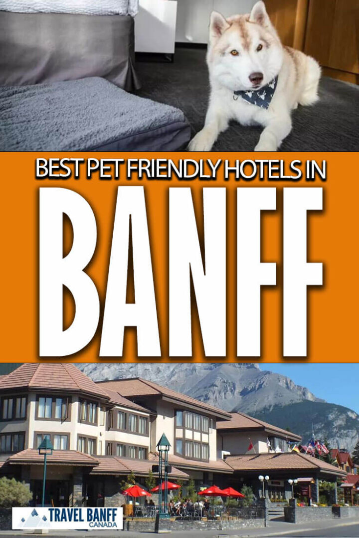Top 5 Pet Friendly Hotels in Banff Travel Banff Canada