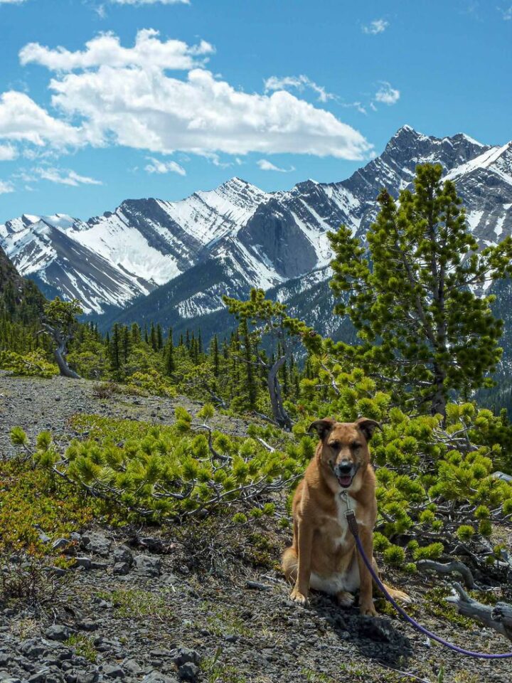 Top 5 Pet Friendly Hotels in Banff Travel Banff Canada