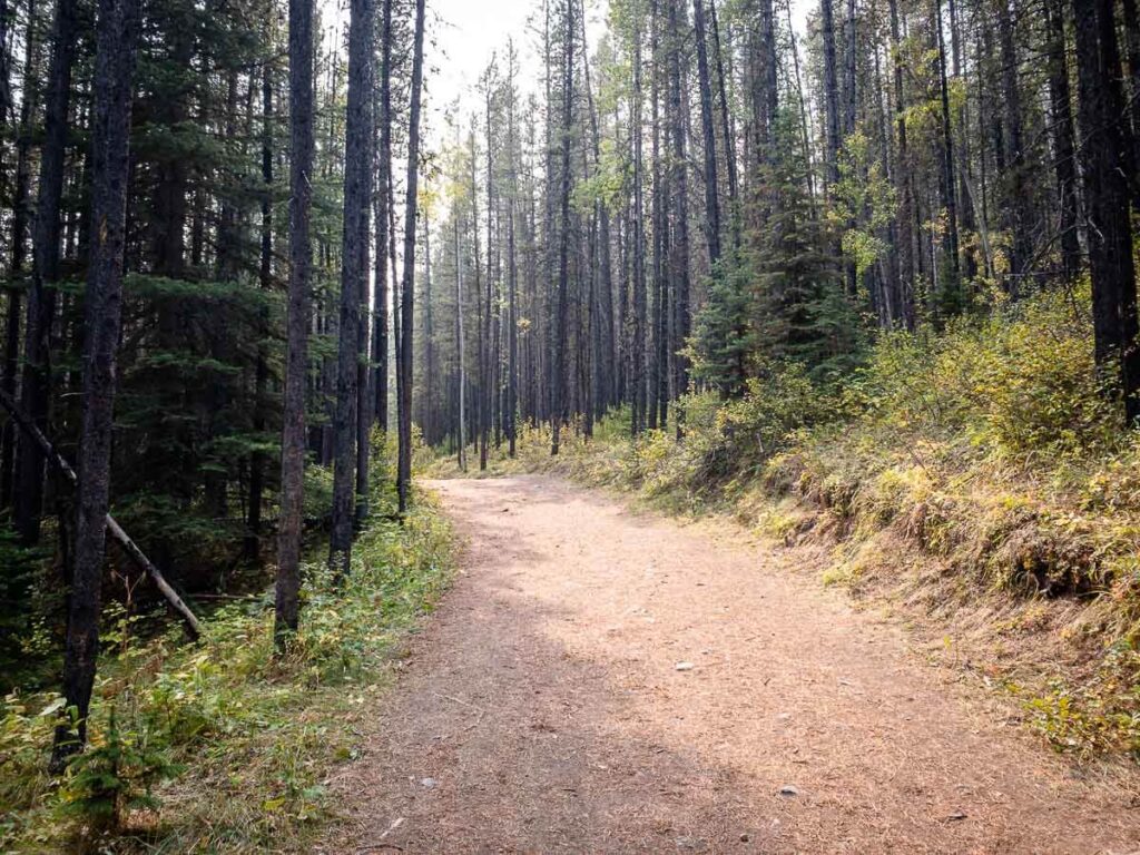 An easy walk through the forest at Troll Falls Alberta