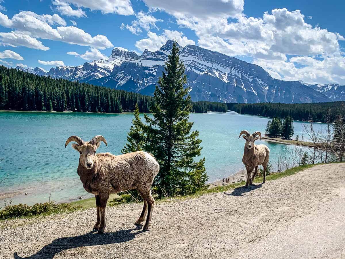 Bighorn sheep near Two Jack Lake in Banff Bighorn sheep at Two Jack Lake in Banff National Park