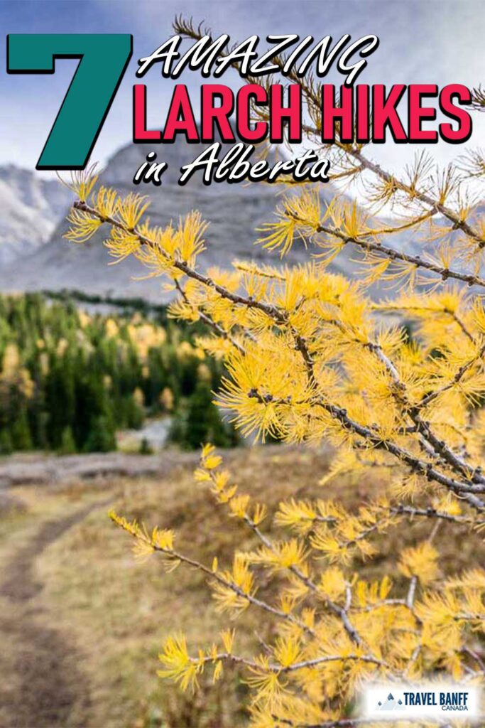 For a few special weeks every fall, Alberta hikers go crazy with larch tree fever. Parking lots for the best larch hikes in Alberta fill before dawn and social media feeds fill up with images of these beautiful trees and their brilliant golden needles.