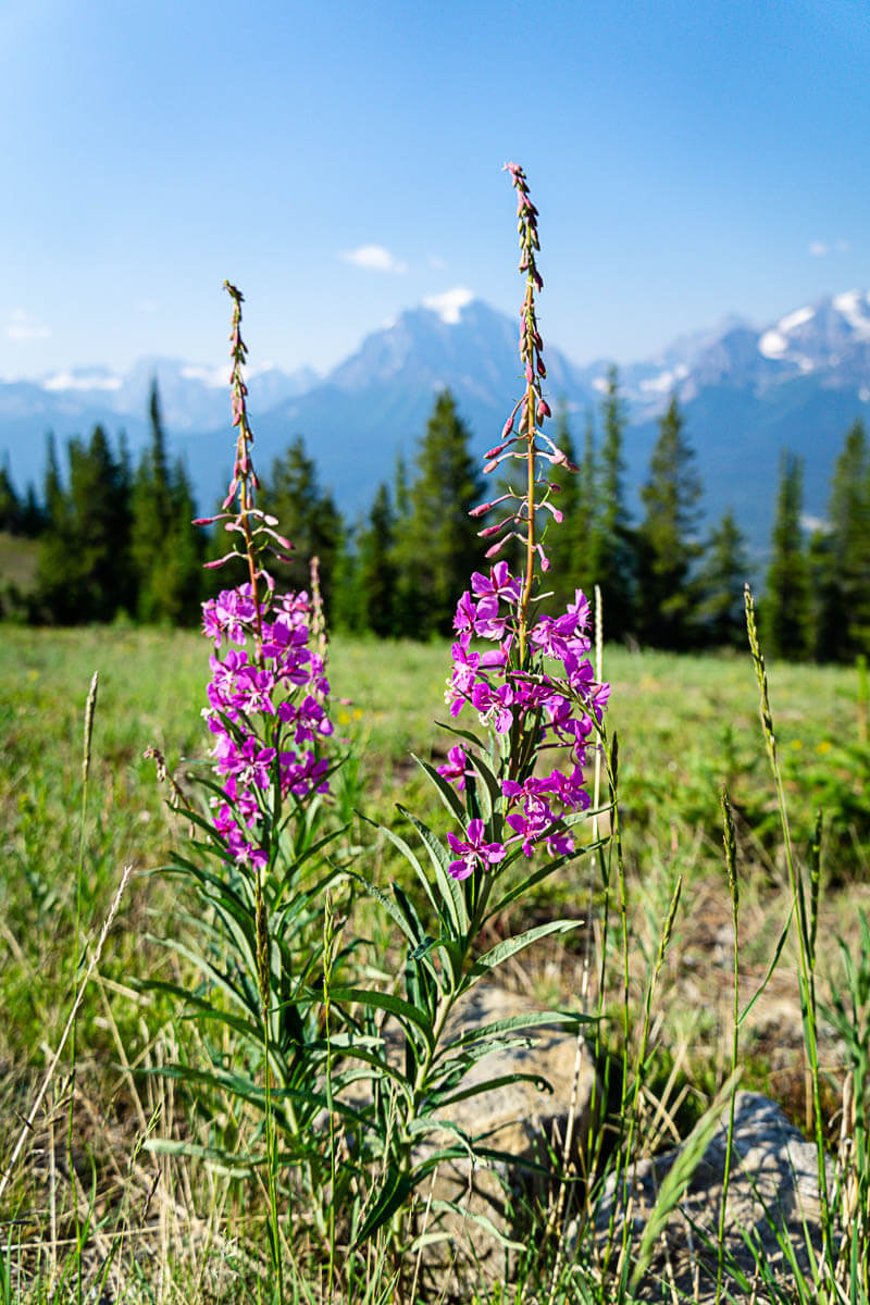 Wildflowers on Lake Louise Gondola Hikes Wildflowers on Lake Louise Gondola Hikes
