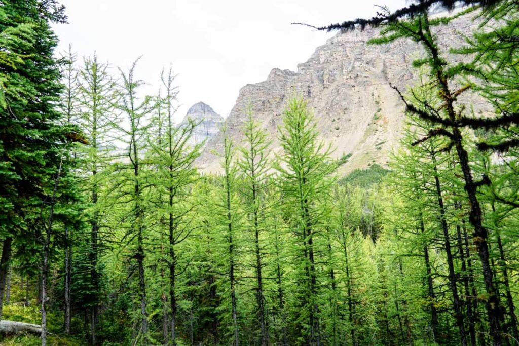 Green Larch Trees in Larch Valley Banff