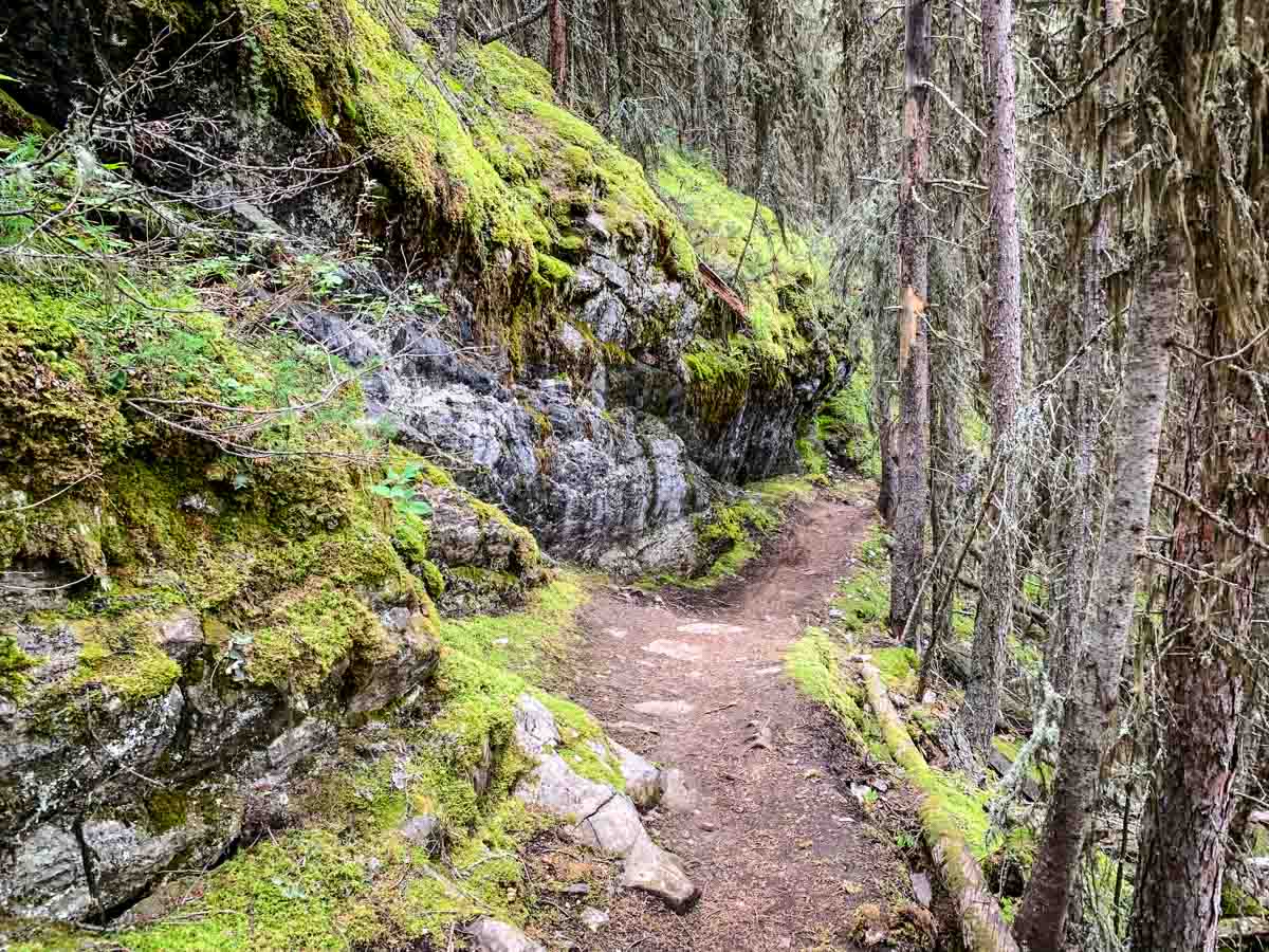 mossy rockwall along Stoney Lookout hiking trail in Banff