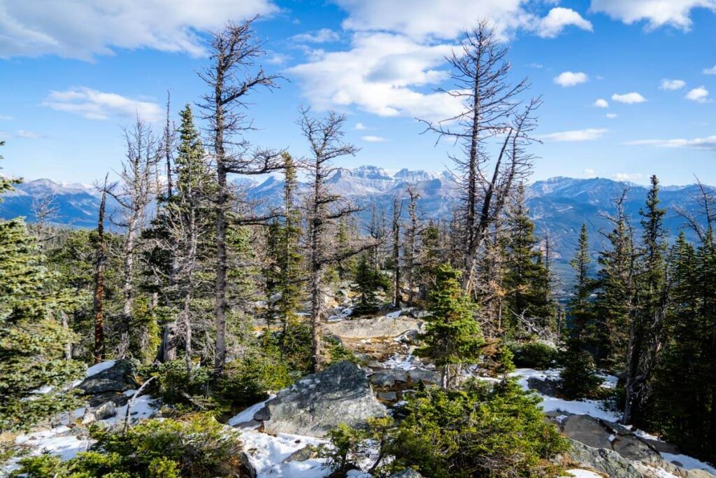 Banff in October we see Larch trees along Big Beehive hike without any needles