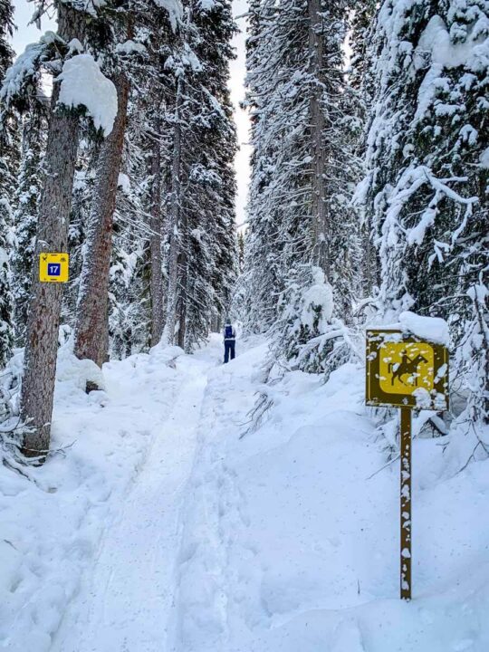 Lake Louise Highline Snowshoe Trail to Paradise Creek Travel Banff Canada