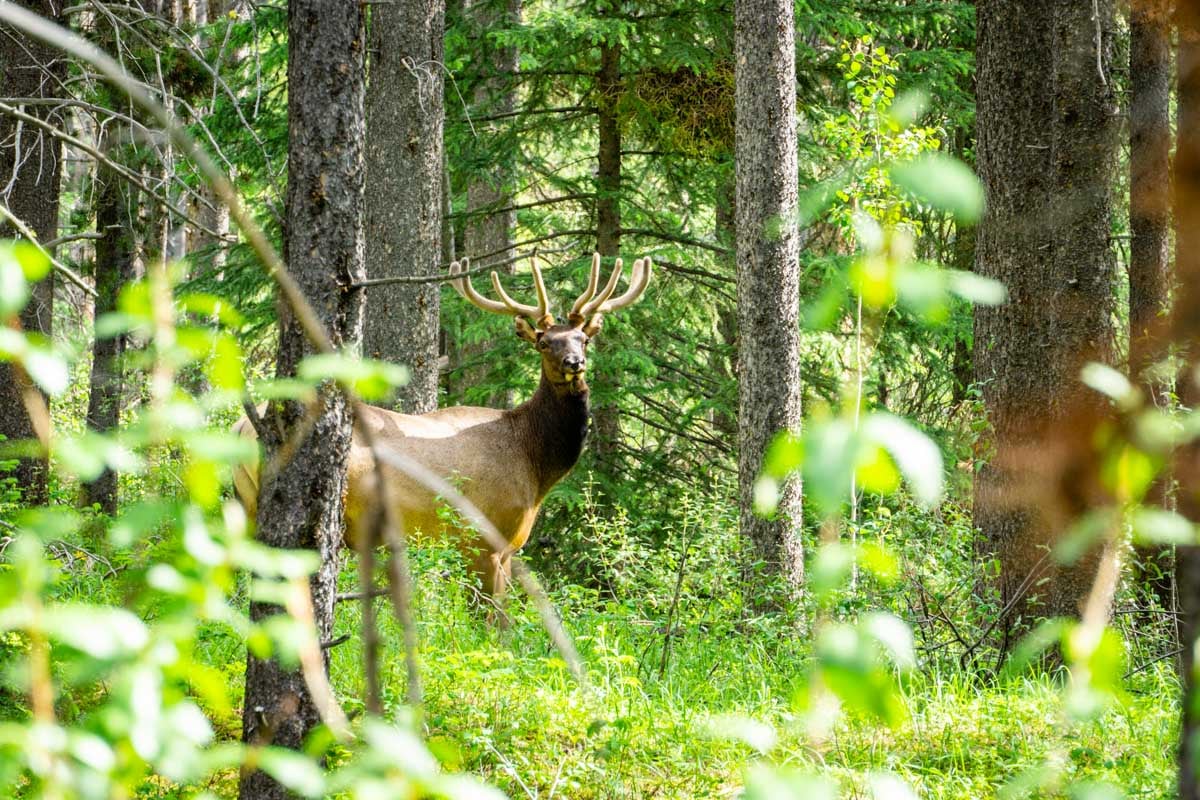 a bull elk in the forest at the Baker Creek Picnic Area along the Bow Valley Parkway scenic drive in Banff
