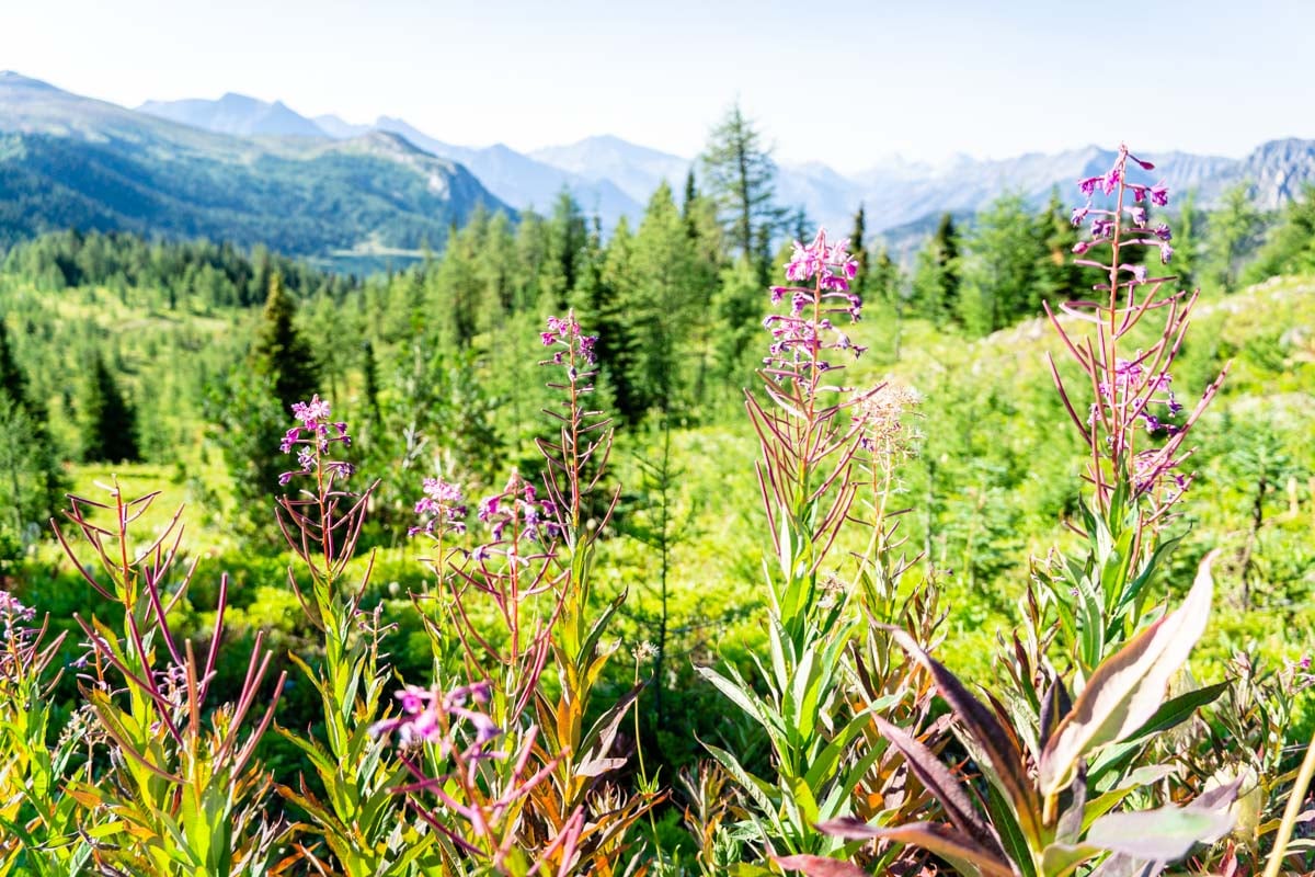 A Perfect 7 Day Banff and Jasper Itinerary - Travel Banff Canada