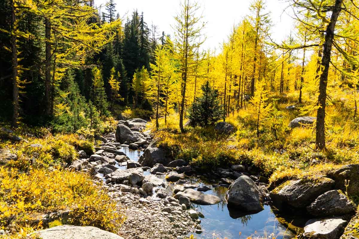 Healy Creek runs through a stand of larch trees on the Healy Pass trail in Banff, Canada