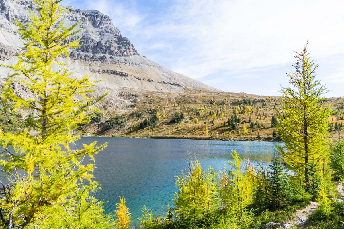 A golden larch tree in front of Hidden Lake in Banff, Canada