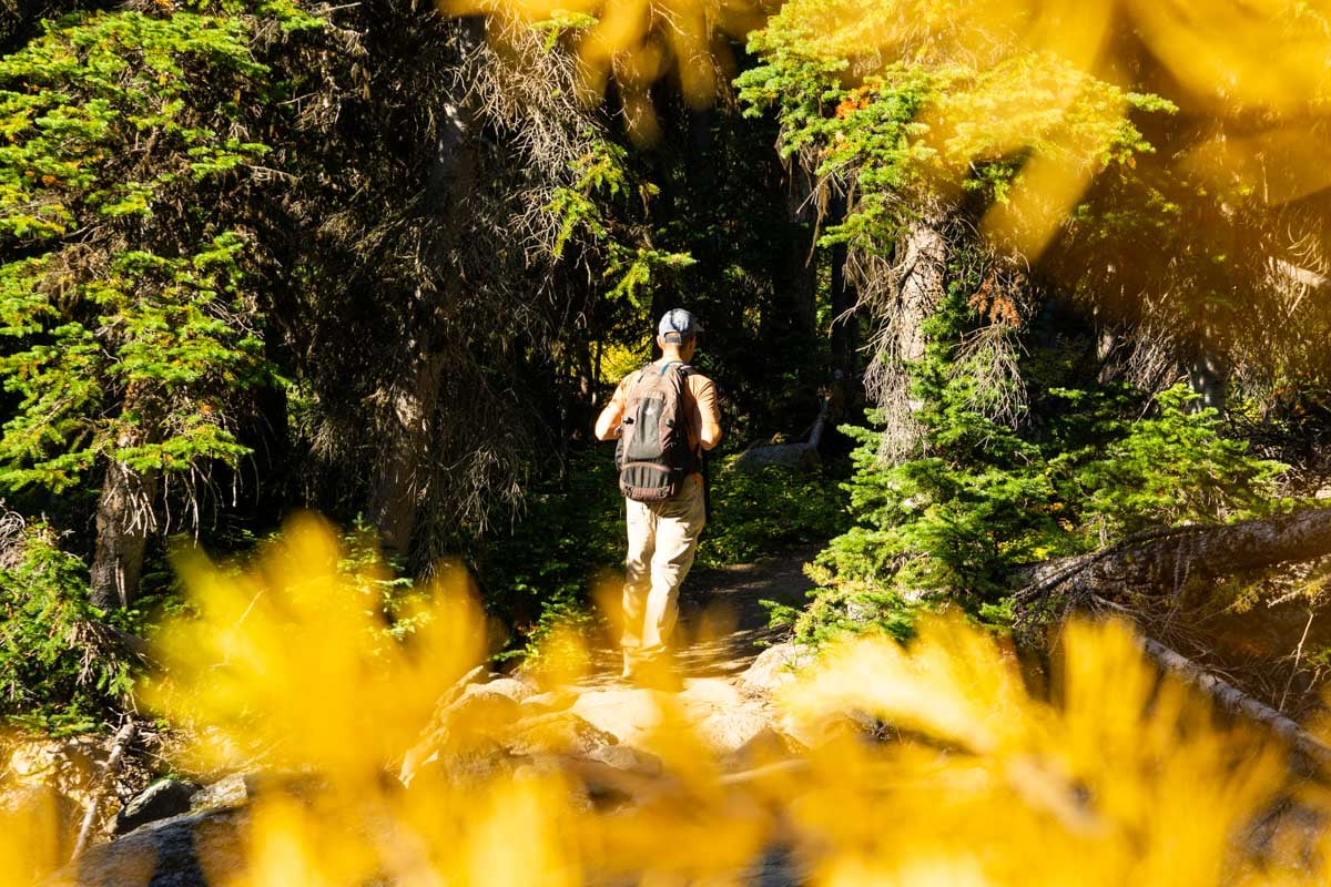 a hiker is framed by the needles of a golden larch tree on the Healy Pass hike