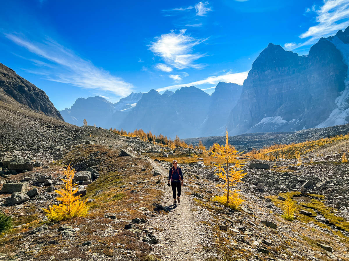 a hiker walks through a meadow with small larch trees adjacent to the Valley of the Ten Peaks