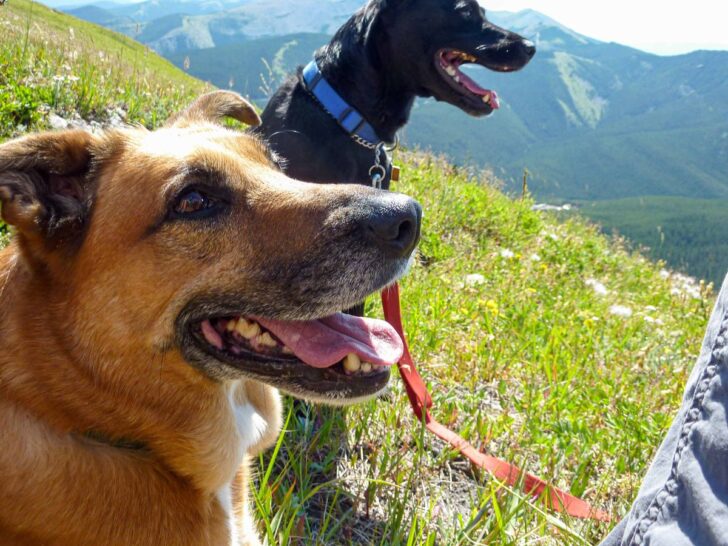 The 6 Best PetFriendly Hotels In Canmore Travel Banff Canada