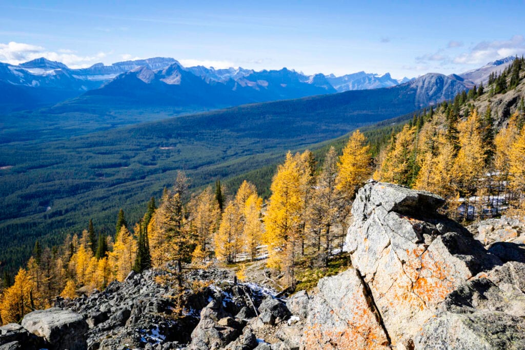 Larch trees at Kicking Horse Pass Viewpoint at Lake Louise Gondola