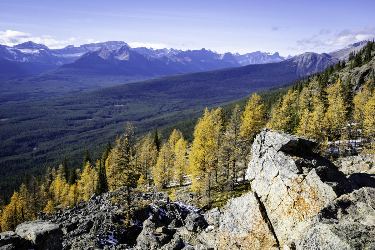 Larch trees at Kicking Horse Pass Viewpoint at Lake Louise Gondola