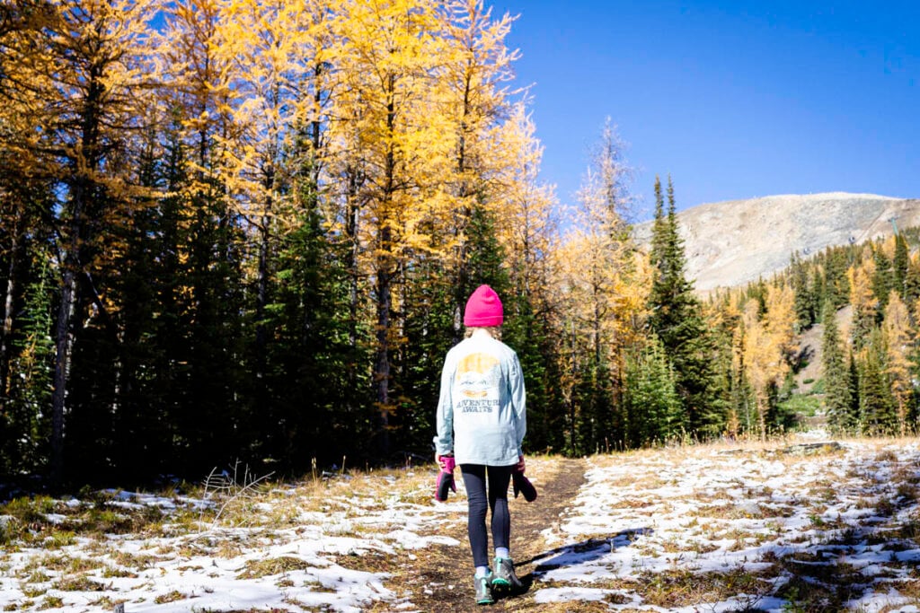 Girl hiking through larch trees from Lake Louise Gondola