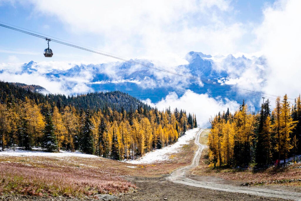 View of larch trees from Ptarmigan Valley Viewpoint at Lake Louise Gondola