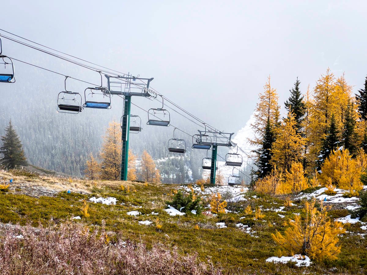 Larch trees at Ptarmigan Valley Viewpoint