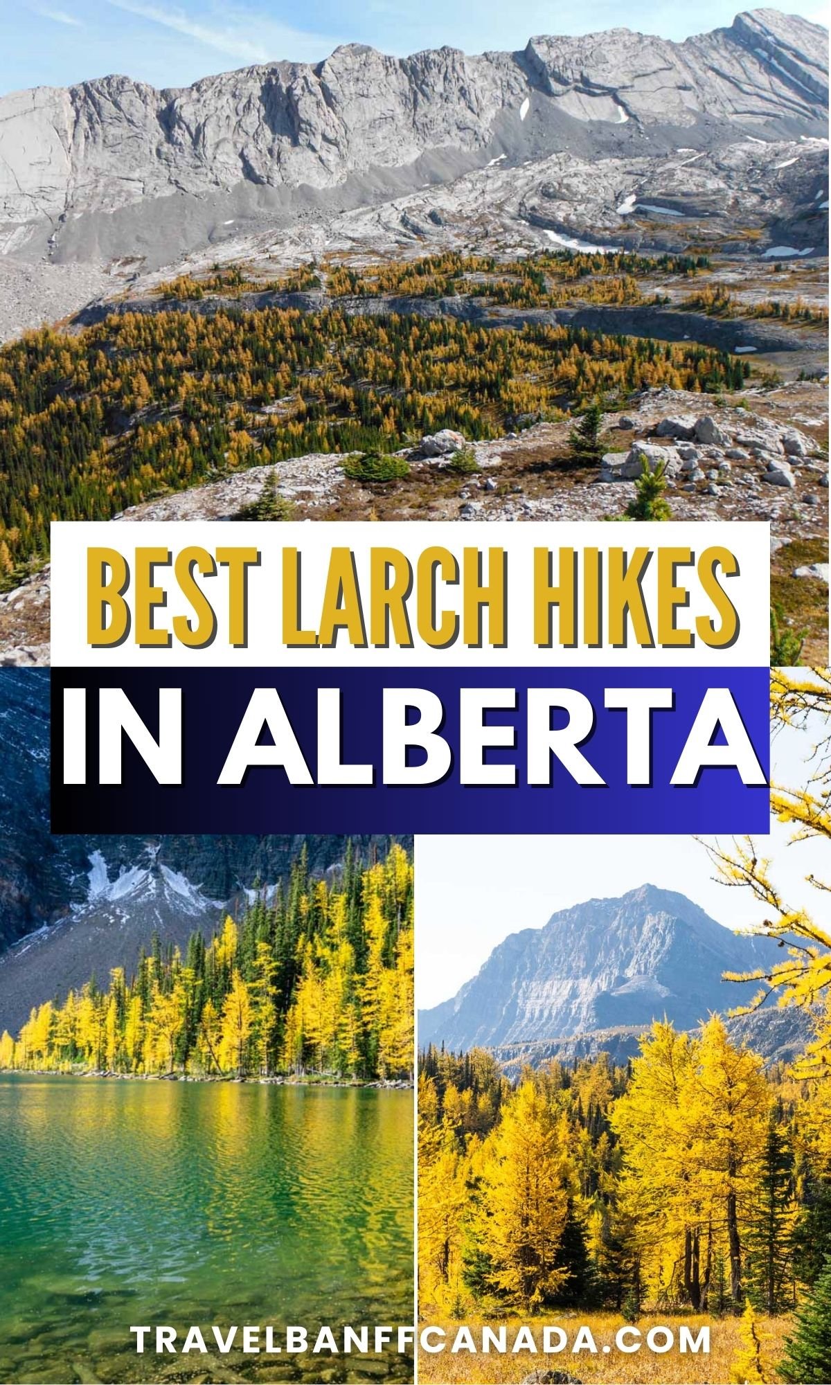 Best Larch Hikes in Alberta