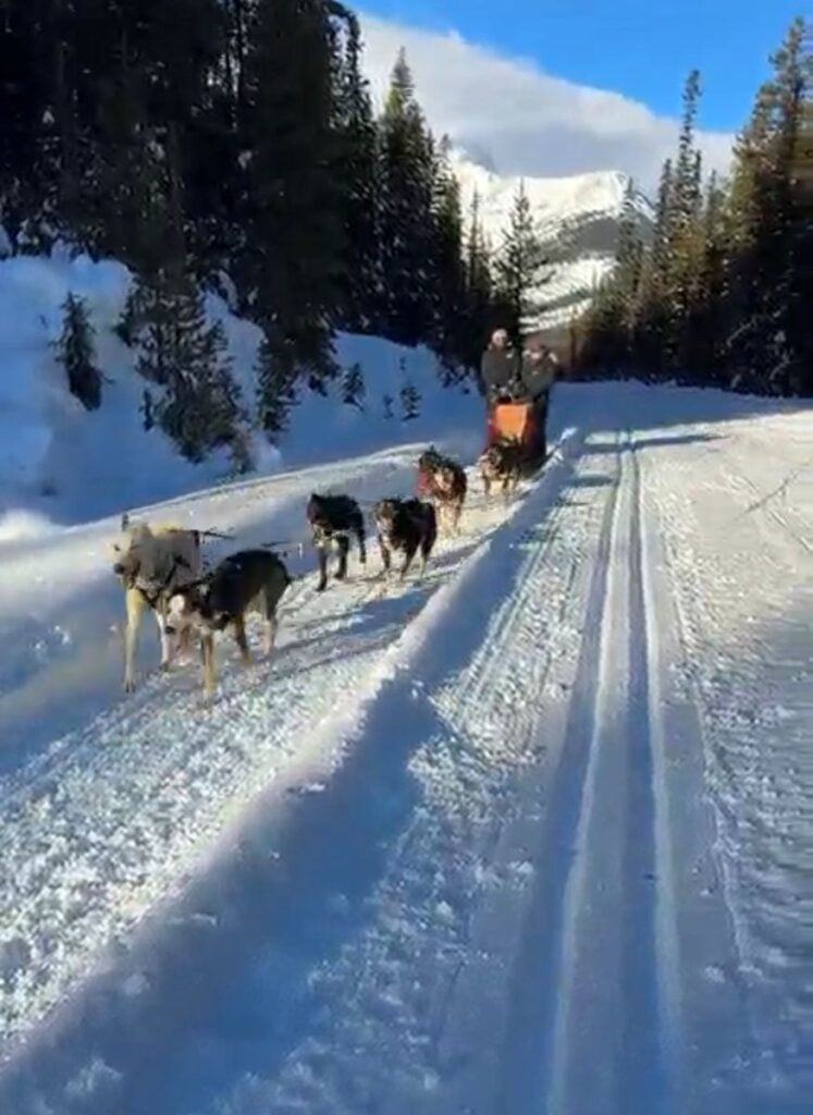 A dog sled team on the Great Divide Trail near Lake Louise.
