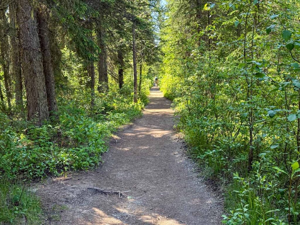 The dense forest surrounding the easy hike to Wapta Falls in Yoho National Park.