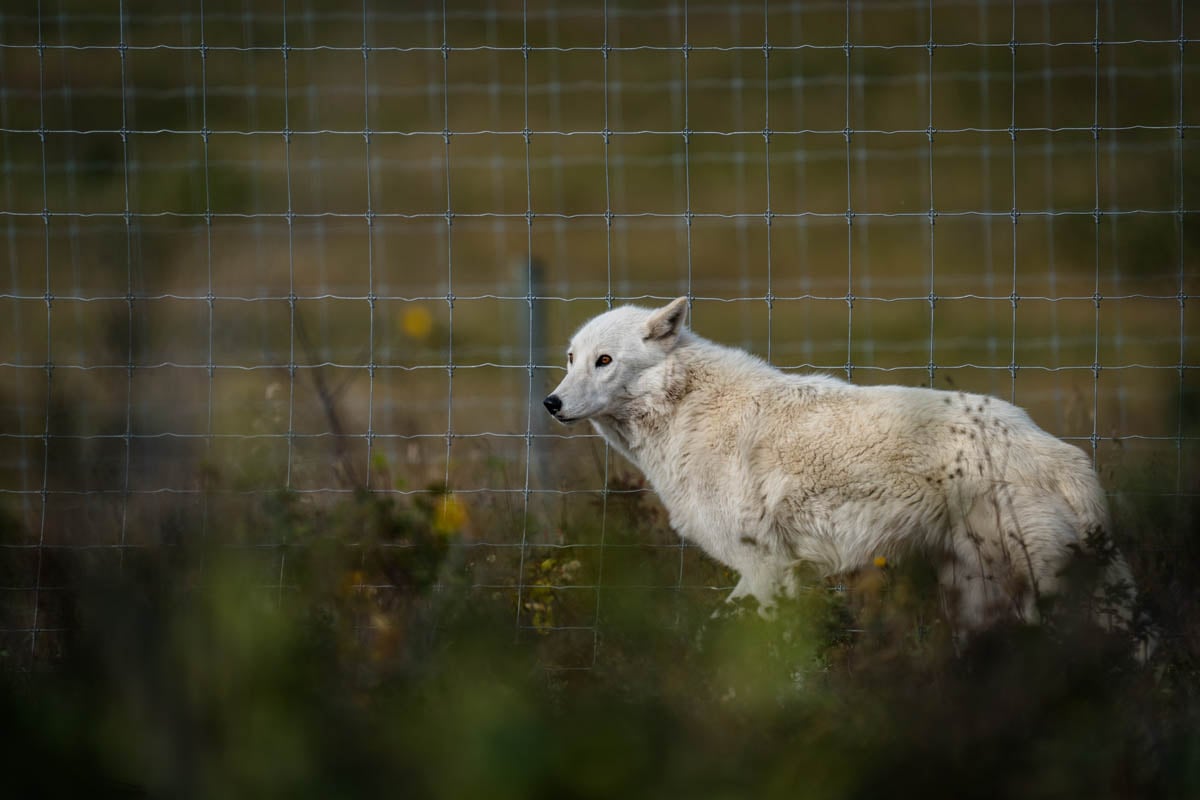 Yamnuska Wolfdog Sanctuary