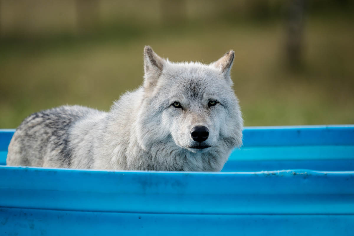 Yamnuska Wolfdog Sanctuary (5 of 10) Yamnuska Wolfdog Sanctuary