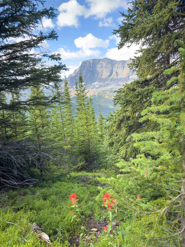 Colorful Indian Paintbrush flowers grow along the Helen Lake Trail in front of Dolomite Peak.