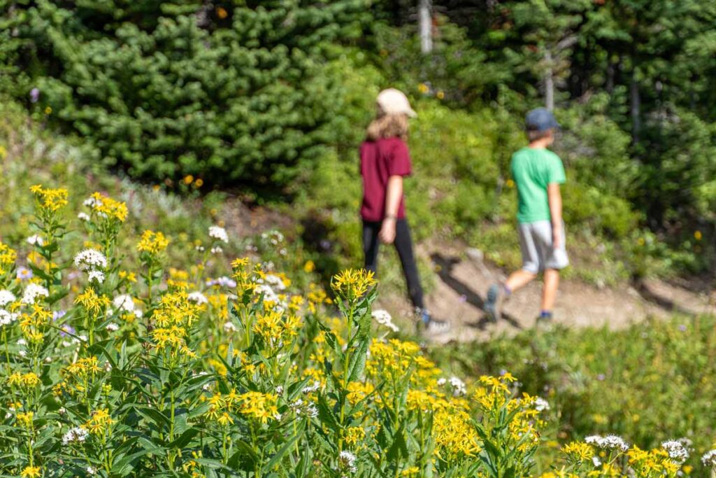 Colorful wild flowers grow along the Helen Lake hiking trail.