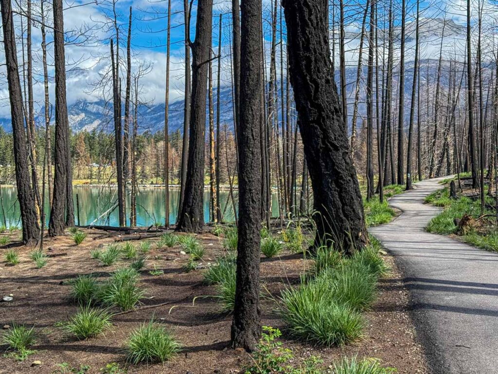 A paved walking trail through a burned forest along Lake Annette, in Jasper, Canada.