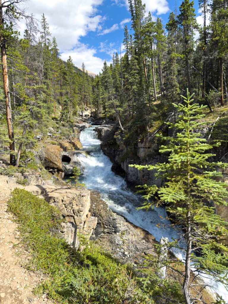 Beauty Creek runs through a forest just downstream of Stanley Falls in Jasper National Park.