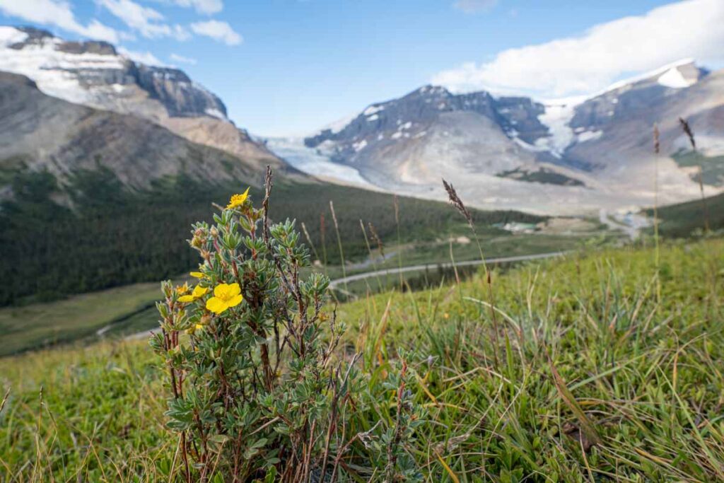 Epic views of the glaciers of the Columbia Icefield from the Wilcox Pass Trail to the Red Chairs.