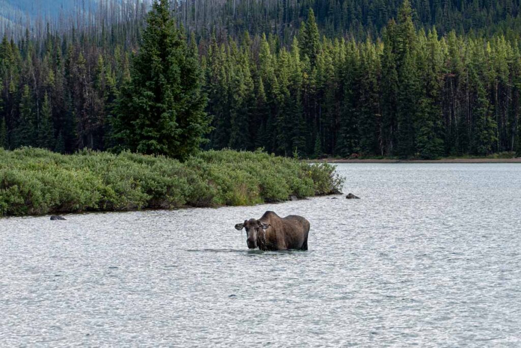 a moose stands in the water of Maligne Lake as seen from the Mary Schaffer Loop hiking trail.