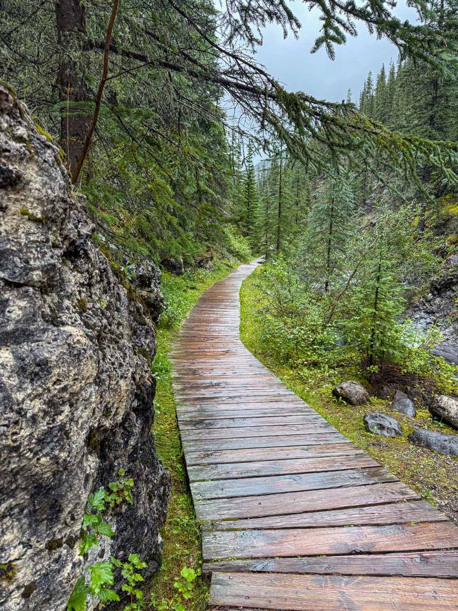 Easy Jasper hiking trails - Source of the Springs - Miette Hot Springs a wooden hiking trail into a lush forest on the Source of the Springs trail at Miette Hot Springs in Jasper National Park.