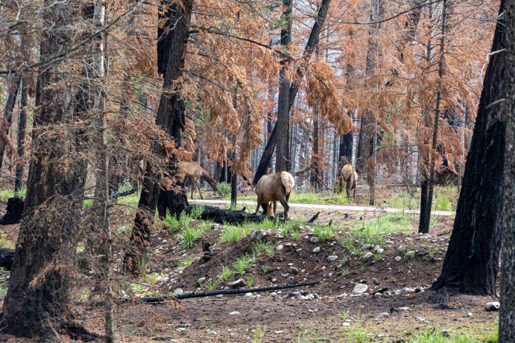 A herd of elk grazes in the forest near Lake Edith in Jasper, Canada.