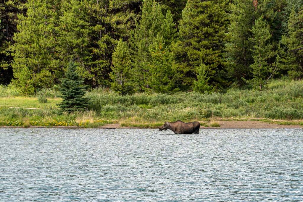 A moose stands in the water in Maligne Lake, Jasper National Park.