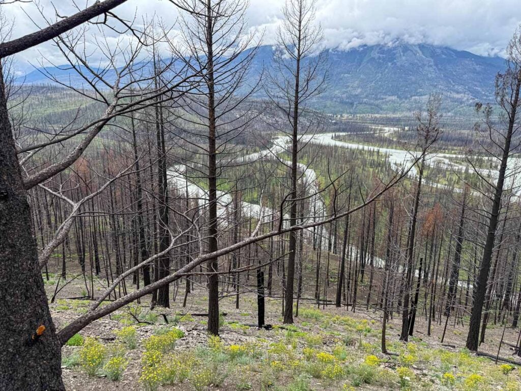 New growth starts to emerge from the 2024 Jasper forest fire along the Old Fort Point hike.