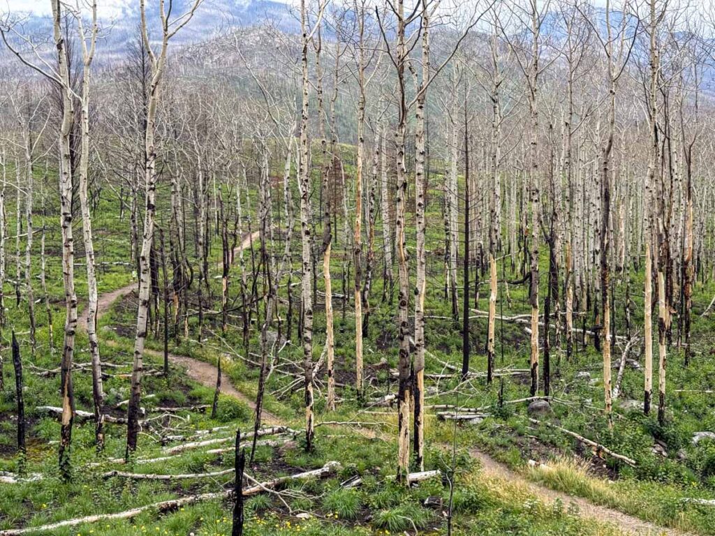 The Old Fort Point hiking trail is easy to see through a patch of burned out aspen trees from the 2024 Jasper wildfire.