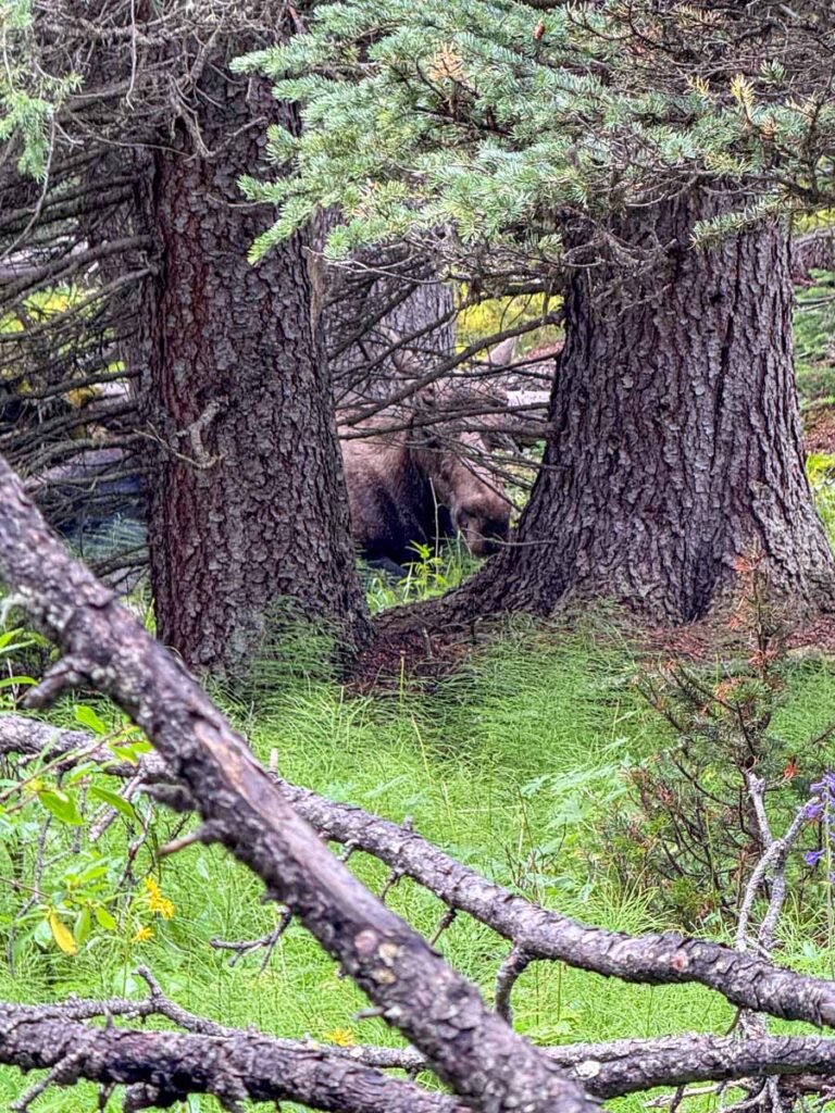 a moose resting in the trees near the Opal Hills Loop hiking trail in Jasper National Park.