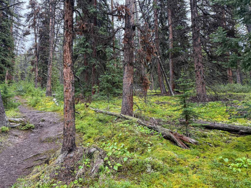 The lush forest near the Opal Hills Loop trailhead.