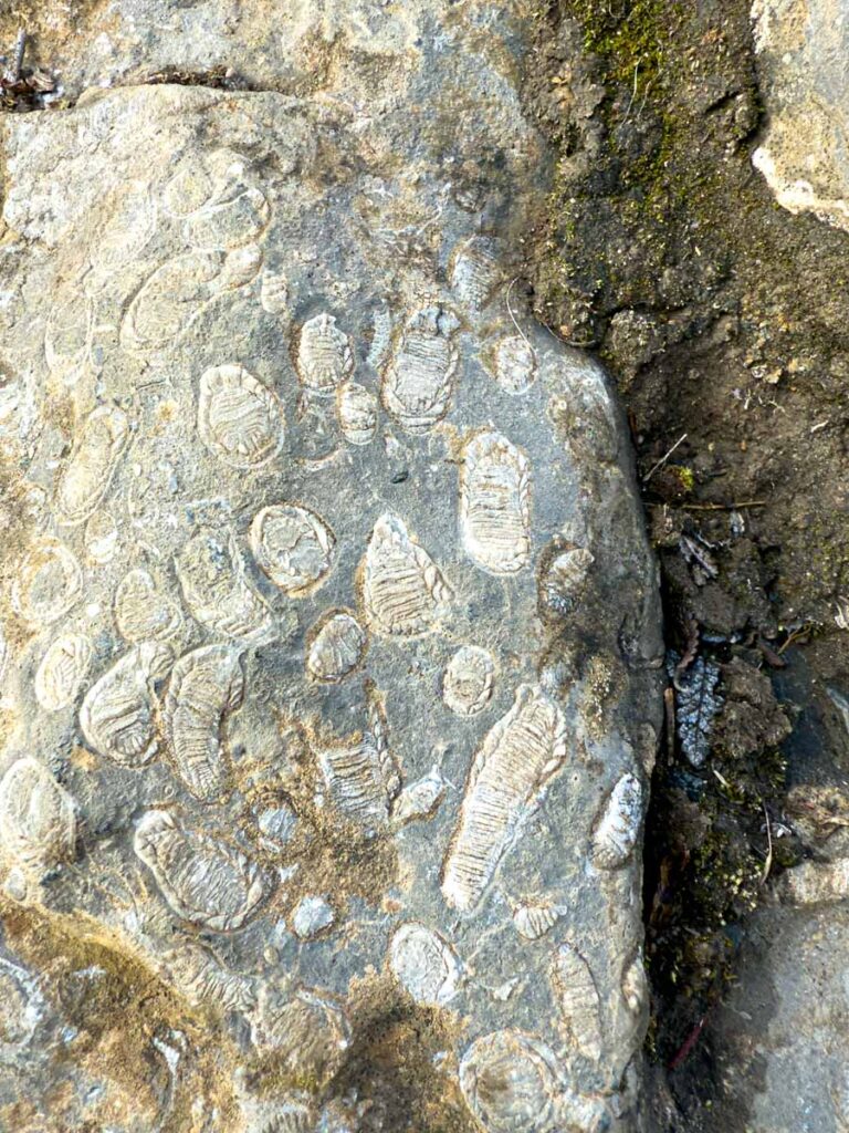 Fossils found along the Parker Ridge trail in Banff National Park.