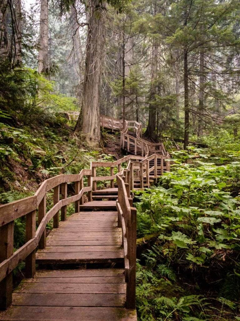 The Giant Cedars Boardwalk near Revelstoke, BC.