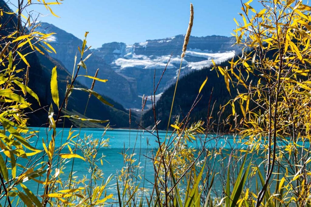 the turquoise waters of Lake Louise as seen from the shoreline trail.