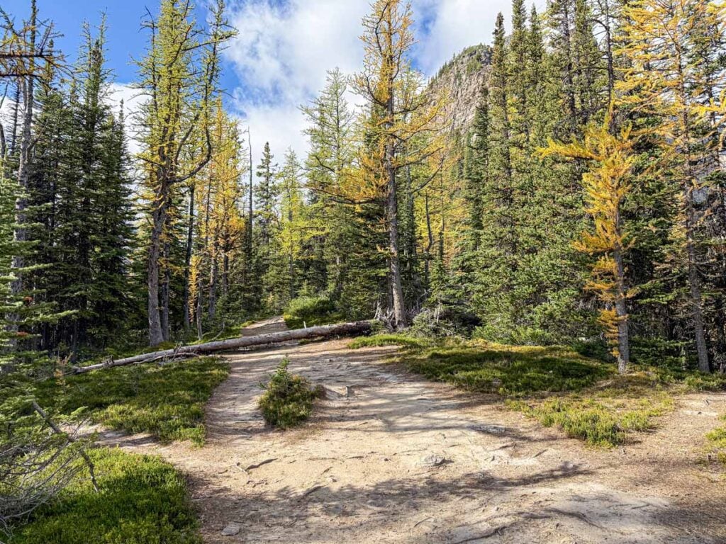The unmarked trailhead for the Devil's Thumb hike near the top of the switchbacks on the Big Beehive Trail in Lake Louise.